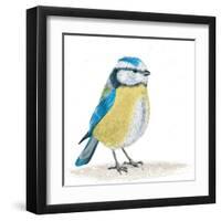 Blue Tit on the Ground-Milovelen-Framed Art Print