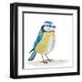 Blue Tit on the Ground-Milovelen-Framed Art Print