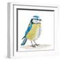 Blue Tit on the Ground-Milovelen-Framed Art Print