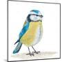 Blue Tit on the Ground-Milovelen-Mounted Art Print