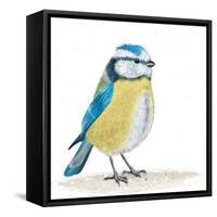 Blue Tit on the Ground-Milovelen-Framed Stretched Canvas