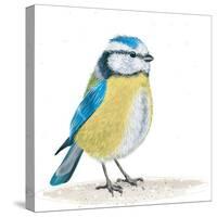 Blue Tit on the Ground-Milovelen-Stretched Canvas