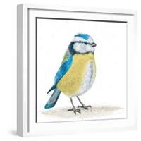 Blue Tit on the Ground-Milovelen-Framed Art Print