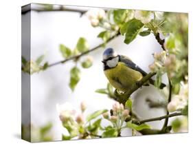 Blue Tit, (Parus Caeruleus), Bielefeld, Nordrhein Westfalen, Germany-Thorsten Milse-Stretched Canvas