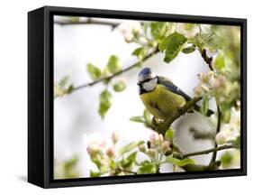 Blue Tit, (Parus Caeruleus), Bielefeld, Nordrhein Westfalen, Germany-Thorsten Milse-Framed Stretched Canvas