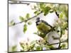 Blue Tit, (Parus Caeruleus), Bielefeld, Nordrhein Westfalen, Germany-Thorsten Milse-Mounted Photographic Print