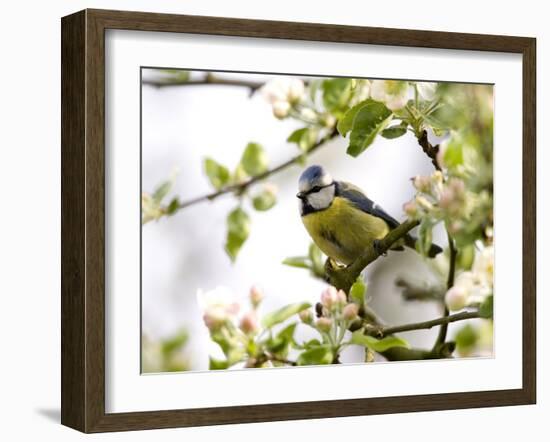 Blue Tit, (Parus Caeruleus), Bielefeld, Nordrhein Westfalen, Germany-Thorsten Milse-Framed Photographic Print