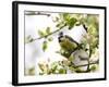 Blue Tit, (Parus Caeruleus), Bielefeld, Nordrhein Westfalen, Germany-Thorsten Milse-Framed Photographic Print