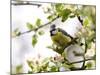 Blue Tit, (Parus Caeruleus), Bielefeld, Nordrhein Westfalen, Germany-Thorsten Milse-Mounted Photographic Print