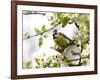 Blue Tit, (Parus Caeruleus), Bielefeld, Nordrhein Westfalen, Germany-Thorsten Milse-Framed Photographic Print