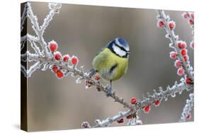 Blue Tit Parus Caeruleus, on Berries in Frost, Midlands, Winter-Erni-Stretched Canvas