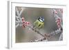 Blue Tit Parus Caeruleus, on Berries in Frost, Midlands, Winter-Erni-Framed Photographic Print
