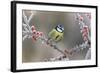 Blue Tit Parus Caeruleus, on Berries in Frost, Midlands, Winter-Erni-Framed Photographic Print