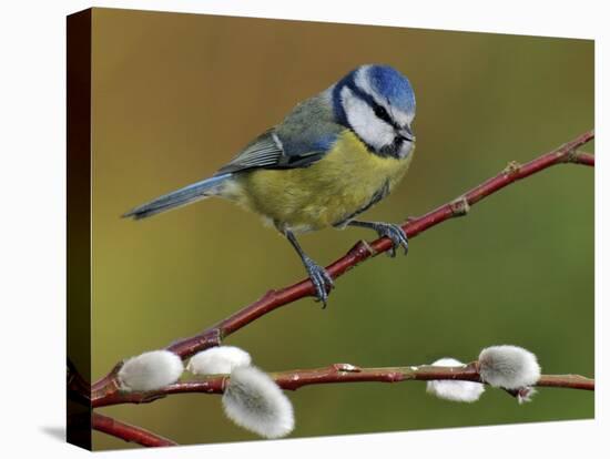 Blue Tit Perched Among Pussy Willow, West Sussex, England, UK-Andy Sands-Stretched Canvas