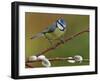 Blue Tit Perched Among Pussy Willow, West Sussex, England, UK-Andy Sands-Framed Photographic Print