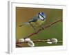 Blue Tit Perched Among Pussy Willow, West Sussex, England, UK-Andy Sands-Framed Photographic Print