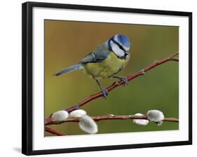 Blue Tit Perched Among Pussy Willow, West Sussex, England, UK-Andy Sands-Framed Photographic Print