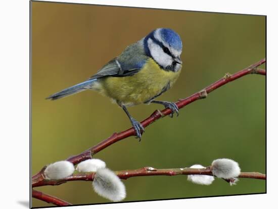 Blue Tit Perched Among Pussy Willow, West Sussex, England, UK-Andy Sands-Mounted Photographic Print