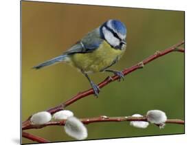 Blue Tit Perched Among Pussy Willow, West Sussex, England, UK-Andy Sands-Mounted Photographic Print