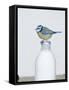 Blue Tit- Perched on Top of Milk Bottle-null-Framed Stretched Canvas