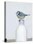 Blue Tit- Perched on Top of Milk Bottle-null-Stretched Canvas