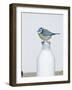 Blue Tit- Perched on Top of Milk Bottle-null-Framed Photographic Print