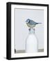Blue Tit- Perched on Top of Milk Bottle-null-Framed Photographic Print