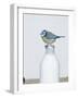 Blue Tit- Perched on Top of Milk Bottle-null-Framed Photographic Print