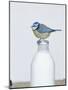 Blue Tit- Perched on Top of Milk Bottle-null-Mounted Photographic Print