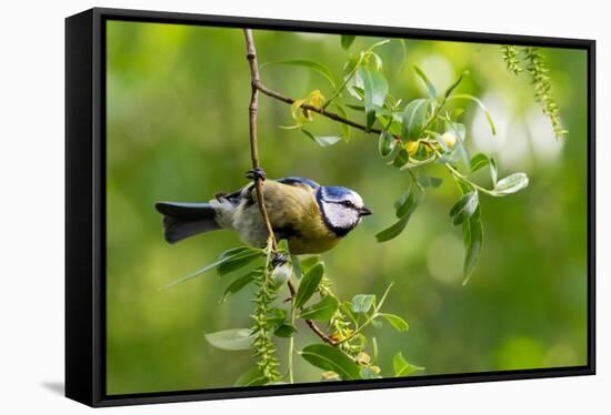 Blue tit perching on a branch, Germany-Konrad Wothe-Framed Stretched Canvas