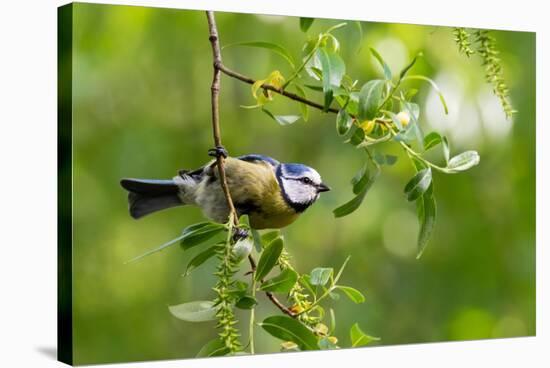 Blue tit perching on a branch, Germany-Konrad Wothe-Stretched Canvas