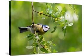 Blue tit perching on a branch, Germany-Konrad Wothe-Stretched Canvas