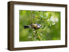 Blue tit perching on a branch, Germany-Konrad Wothe-Framed Photographic Print