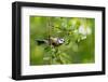 Blue tit perching on a branch, Germany-Konrad Wothe-Framed Photographic Print