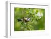 Blue tit perching on a branch, Germany-Konrad Wothe-Framed Photographic Print