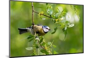 Blue tit perching on a branch, Germany-Konrad Wothe-Mounted Photographic Print