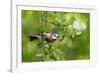 Blue tit perching on a branch, Germany-Konrad Wothe-Framed Photographic Print