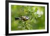 Blue tit perching on a branch, Germany-Konrad Wothe-Framed Photographic Print