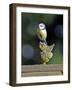 Blue Tit Sits on Stilted Wooden Bird of a Rustic Timber Roof-Harald Lange-Framed Photographic Print