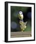 Blue Tit Sits on Stilted Wooden Bird of a Rustic Timber Roof-Harald Lange-Framed Photographic Print