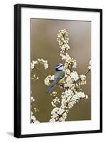 Blue Tit Taking Flies from Blackthorn Blossom-null-Framed Photographic Print