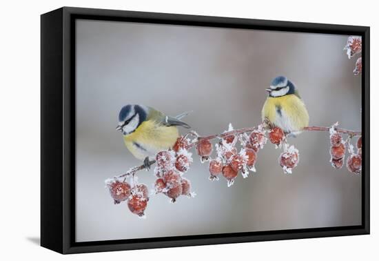 Blue Tits (Parus Caeruleus) in Winter, on Twig with Frozen Crab Apples, Scotland, UK, December-Mark Hamblin-Framed Stretched Canvas