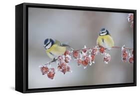 Blue Tits (Parus Caeruleus) in Winter, on Twig with Frozen Crab Apples, Scotland, UK, December-Mark Hamblin-Framed Stretched Canvas