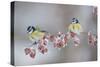 Blue Tits (Parus Caeruleus) in Winter, on Twig with Frozen Crab Apples, Scotland, UK, December-Mark Hamblin-Stretched Canvas