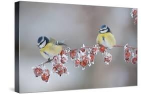 Blue Tits (Parus Caeruleus) in Winter, on Twig with Frozen Crab Apples, Scotland, UK, December-Mark Hamblin-Stretched Canvas