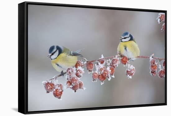 Blue Tits (Parus Caeruleus) in Winter, on Twig with Frozen Crab Apples, Scotland, UK, December-Mark Hamblin-Framed Stretched Canvas