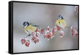 Blue Tits (Parus Caeruleus) in Winter, on Twig with Frozen Crab Apples, Scotland, UK, December-Mark Hamblin-Framed Stretched Canvas