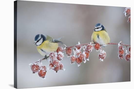 Blue Tits (Parus Caeruleus) in Winter, on Twig with Frozen Crab Apples, Scotland, UK, December-Mark Hamblin-Stretched Canvas