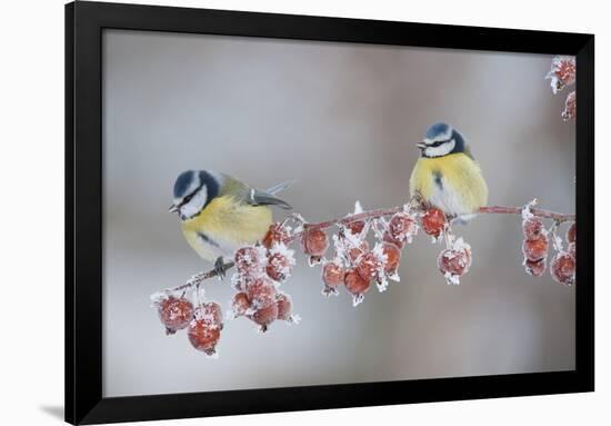 Blue Tits (Parus Caeruleus) in Winter, on Twig with Frozen Crab Apples, Scotland, UK, December-Mark Hamblin-Framed Premium Photographic Print