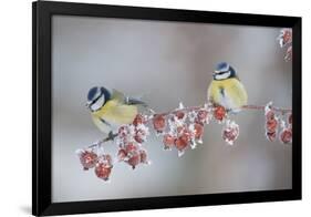 Blue Tits (Parus Caeruleus) in Winter, on Twig with Frozen Crab Apples, Scotland, UK, December-Mark Hamblin-Framed Premium Photographic Print